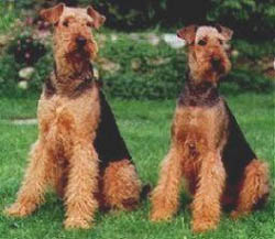 foto del cane airedale terrier