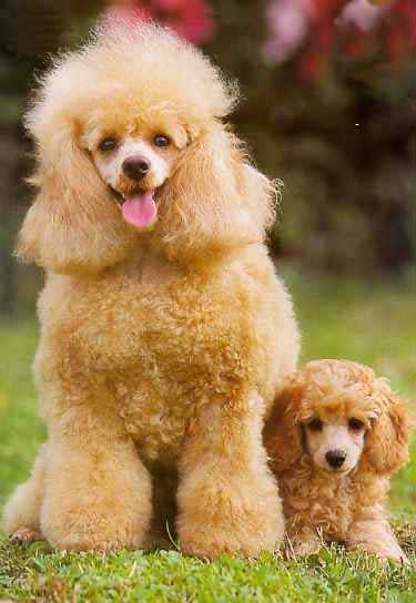 foto del cane barbone