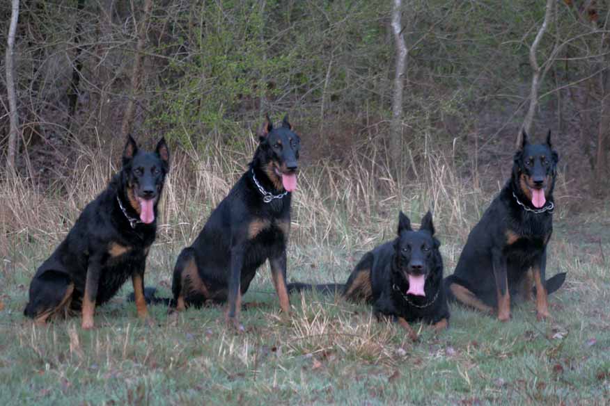 foto del cane pastore delle beauce