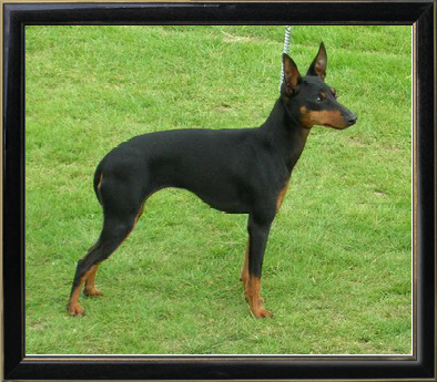 foto del cane black and tan toy terrier