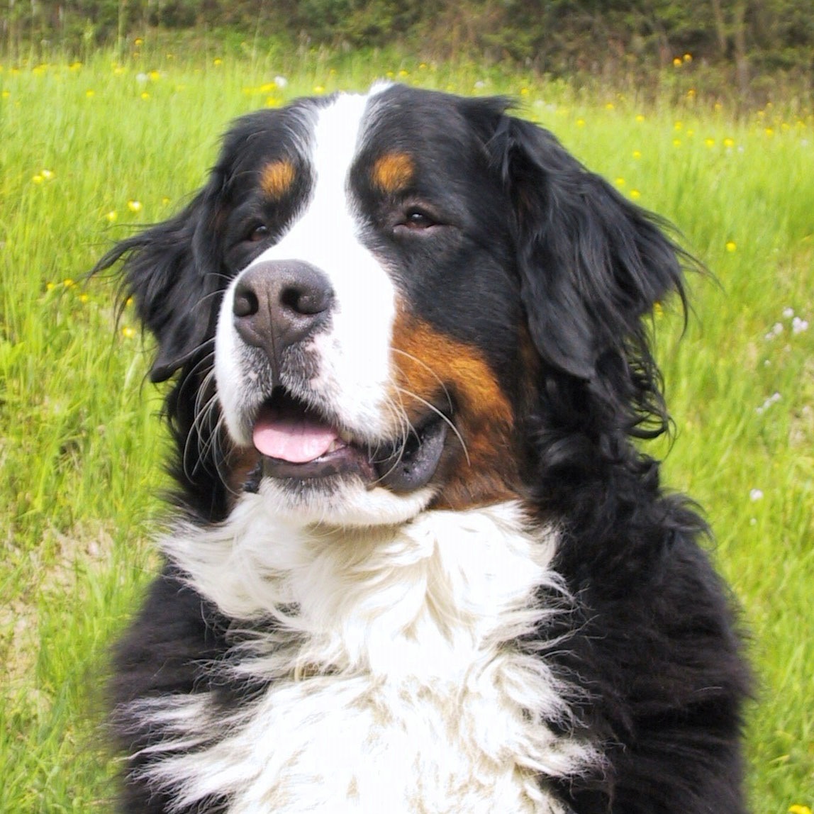 bovarodelbernese