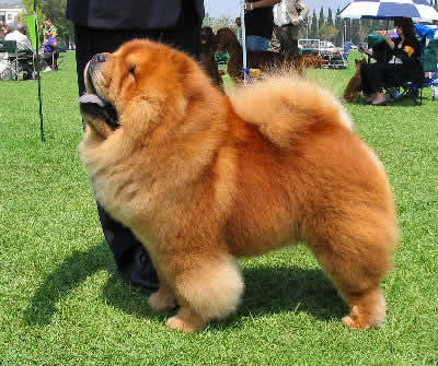 foto del cane chow chow