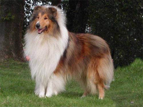 foto del cane colli