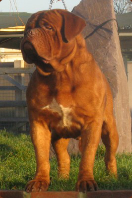 foto del cane dogue de bordeaux