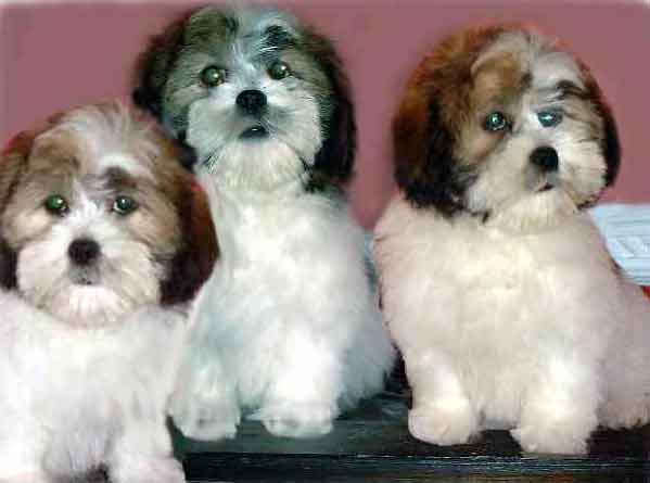 foto del cane lhassa apso