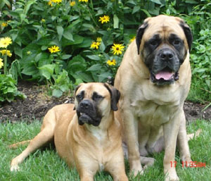 foto del cane mastiff