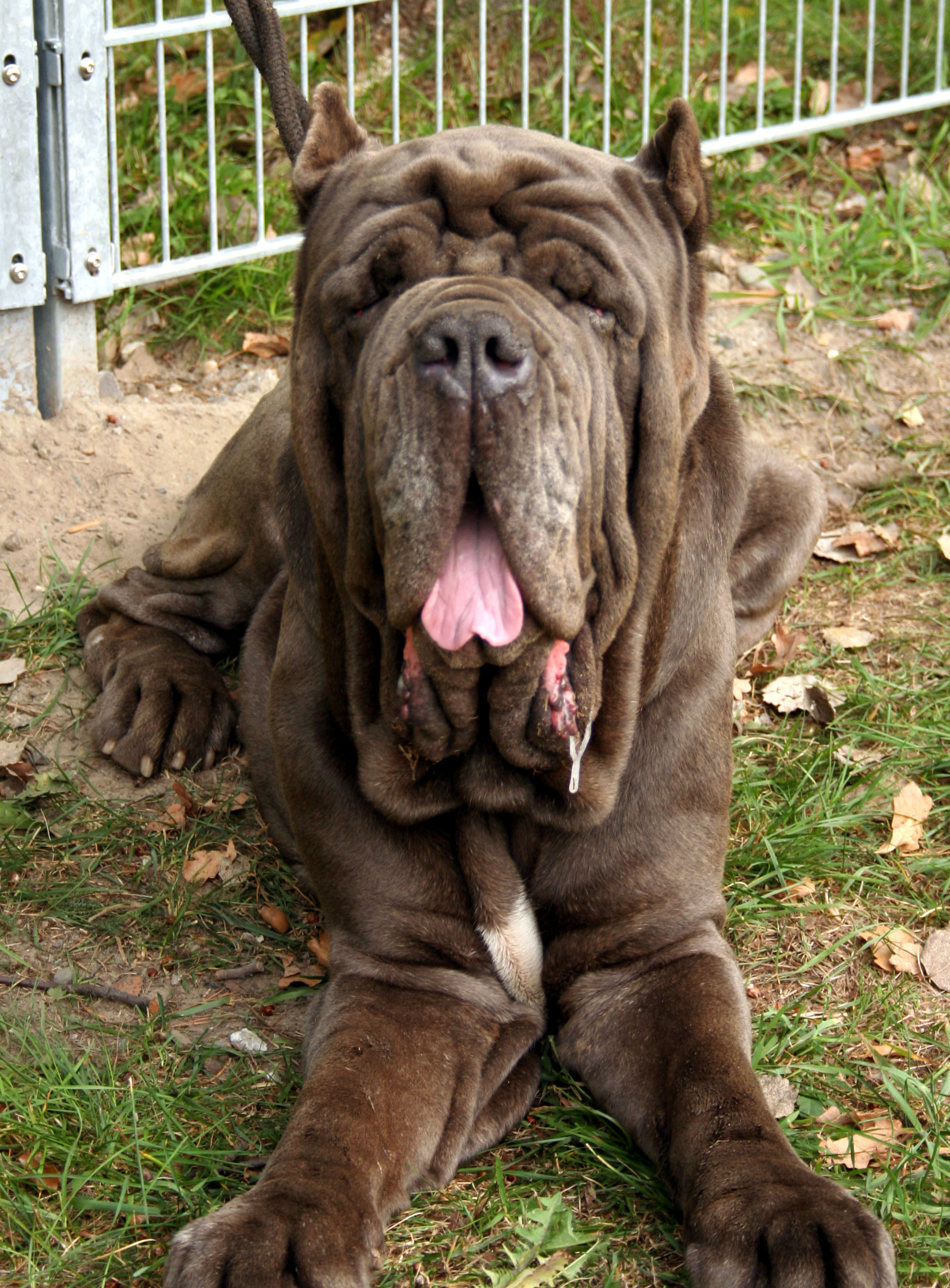 Mastino Inglese