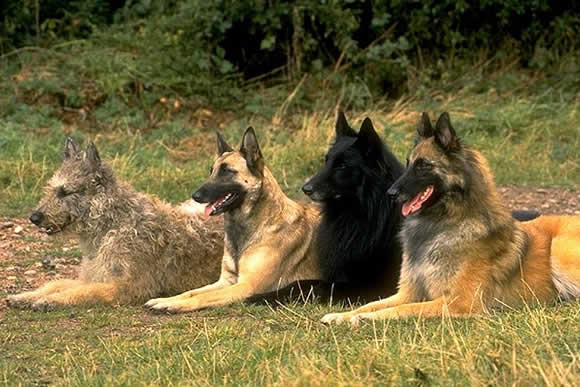 foto del cane pastore belga