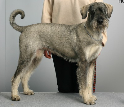 foto del cane riesenschnauzer