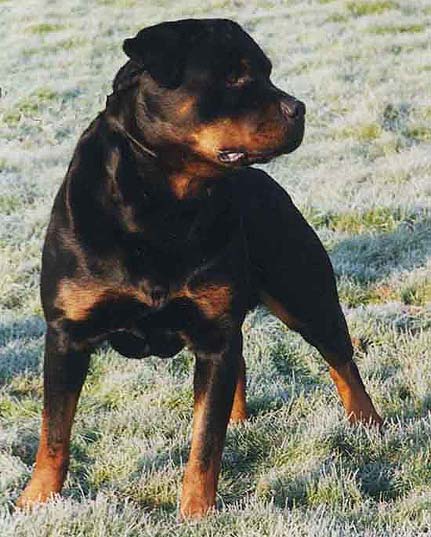foto del cane rottweiler