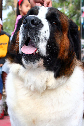 foto del cane san bernardo