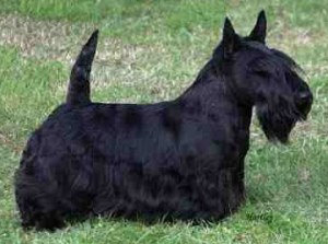 foto del cane scottish terrier