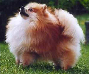 foto del cane spitz tedesco