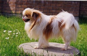 foto del cane tchin