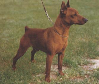 foto del cane zwergpinscher