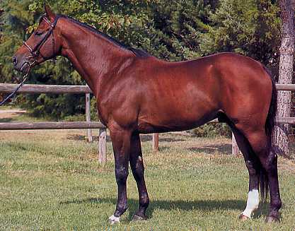 foto del cavallo anglo arabo francese