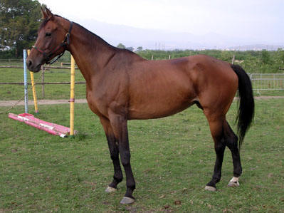 foto del cavallo holstein