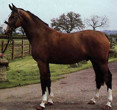 foto del cavallo hunter