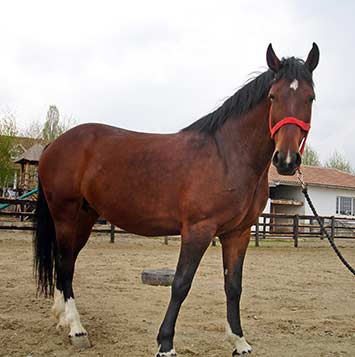 foto del cavallo nonius