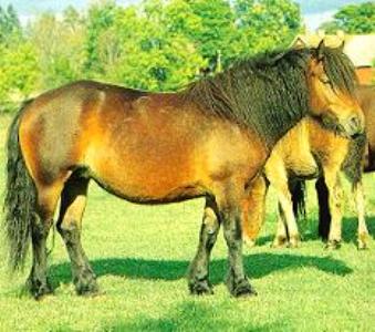 foto del cavallo svedese