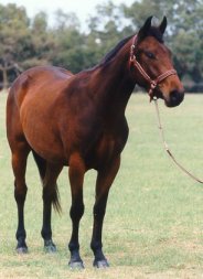 foto del cavallo waler