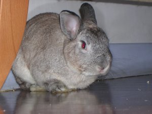 Foto del coniglio Cincillà