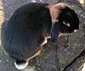 Foto del coniglio razza Focata