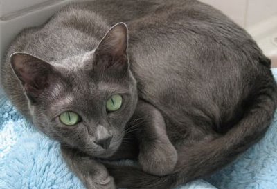 Foto gatto Korat