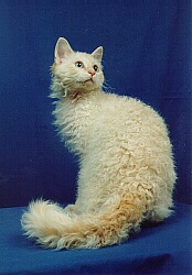 Foto gatto Laperm