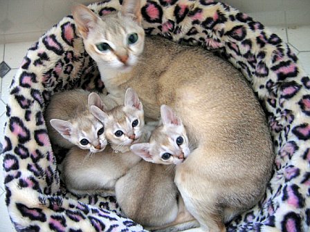Foto gatto Singapura