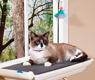 Foto gatto Snowshoe