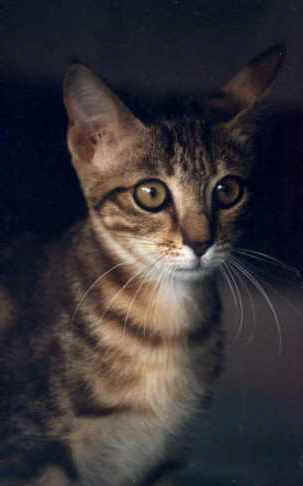 Foto gatto Sokoke