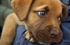 Presenta le razze canine riconosciute dall' ENCI (Ente Nazionale della Cinofilia Italiana)